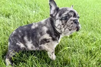 Upton, a male French Bulldog for sale in Sturgis, MI – 8 of 10
