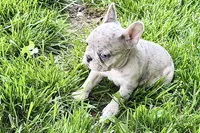Glory, a female French Bulldog for sale in Sturgis, MI – 8 of 10