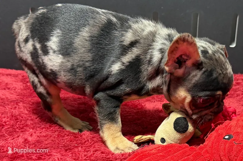 Clem – French Bulldog puppy for sale in Sturgis, MI