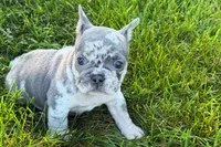 Rita, a female French Bulldog for sale in Sturgis, MI – 8 of 9