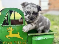 Smoky, a male French Bulldog for sale in Sturgis, MI – 9 of 10
