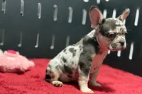 Zina , a female French Bulldog for sale in Sturgis, MI – 10 of 10