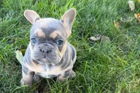 Kelly, a female French Bulldog for sale in Sturgis, MI – 9 of 10