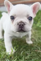 Stella, a female French Bulldog for sale in Sturgis, MI – 9 of 10