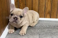 Roseie, a female French Bulldog for sale in Sturgis, MI – 5 of 10