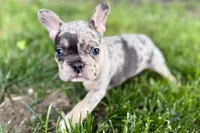 Greta, a female French Bulldog for sale in Sturgis, MI – 9 of 9