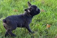 Verle, a male Frenchton for sale in Sturgis, MI – 5 of 10