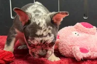 Zina , a female French Bulldog for sale in Sturgis, MI – 2 of 8