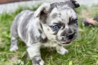 Smoky, a male French Bulldog for sale in Sturgis, MI – 6 of 10
