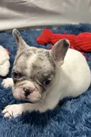 Gracie, a female French Bulldog for sale in Sturgis, MI – Photo 1 of 8