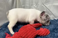 Gracie, a female French Bulldog for sale in Sturgis, MI – Photo 4 of 8