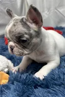 Gracie, a female French Bulldog for sale in Sturgis, MI – Photo 3 of 8