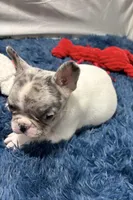 Gracie, a female French Bulldog for sale in Sturgis, MI – Photo 7 of 8