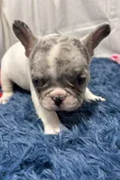 Gracie, a female French Bulldog for sale in Sturgis, MI – Photo 8 of 8