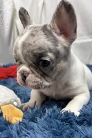 Gracie, a female French Bulldog for sale in Sturgis, MI – Photo 2 of 8