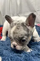 Gracie, a female French Bulldog for sale in Sturgis, MI – Photo 6 of 8