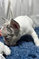 Gracie, a female French Bulldog for sale in Sturgis, MI – Photo 5 of 8