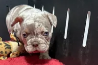 Lou, a  French Bulldog for sale in Sturgis, MI – 6 of 10