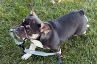Marshall, a male French Bulldog for sale in Sturgis, MI – 10 of 10
