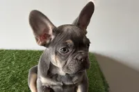 Ruby, a female French Bulldog for sale in Sturgis, MI – Photo 9 of 10