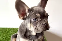 Ruby, a female French Bulldog for sale in Sturgis, MI – Photo 1 of 10