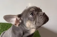 Ruby, a female French Bulldog for sale in Sturgis, MI – Photo 7 of 10