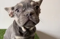 Ruby, a female French Bulldog for sale in Sturgis, MI – Photo 3 of 10