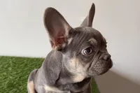 Ruby, a female French Bulldog for sale in Sturgis, MI – Photo 5 of 10