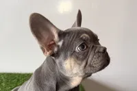 Ruby, a female French Bulldog for sale in Sturgis, MI – Photo 10 of 10