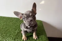 Ruby, a female French Bulldog for sale in Sturgis, MI – Photo 6 of 10