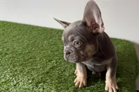 Ruby, a female French Bulldog for sale in Sturgis, MI – Photo 8 of 10