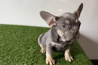 Ruby, a female French Bulldog for sale in Sturgis, MI – Photo 2 of 10