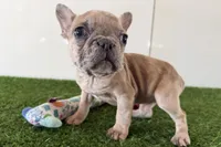 processed/0727833c-ded3-4751-9f29-86ddde59aeeb/listing/82dbcf11-1f7e-435d-b272-ff9a5ccd5af5/3b991583-a39d-481a-94e2-34cdfdd52463