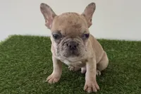 processed/0727833c-ded3-4751-9f29-86ddde59aeeb/listing/82dbcf11-1f7e-435d-b272-ff9a5ccd5af5/55685868-5c68-4af2-b0ca-7ec0ea97bc45