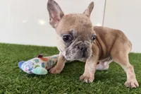 processed/0727833c-ded3-4751-9f29-86ddde59aeeb/listing/82dbcf11-1f7e-435d-b272-ff9a5ccd5af5/5ae3e04c-3d8c-412f-9de7-e99da6b1270d