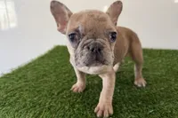 processed/0727833c-ded3-4751-9f29-86ddde59aeeb/listing/82dbcf11-1f7e-435d-b272-ff9a5ccd5af5/7452cc15-a26c-40eb-9036-0d8308130e70