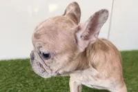 processed/0727833c-ded3-4751-9f29-86ddde59aeeb/listing/82dbcf11-1f7e-435d-b272-ff9a5ccd5af5/77c849de-0458-4da5-8e71-b77799387170