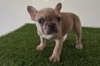 processed/0727833c-ded3-4751-9f29-86ddde59aeeb/listing/82dbcf11-1f7e-435d-b272-ff9a5ccd5af5/b90db02c-ca0a-42bb-862f-0522984a74a3