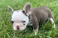 Gypsy , a female French Bulldog for sale in Sturgis, MI – 7 of 10
