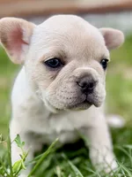 Skye , a female French Bulldog for sale in Sturgis, MI – 2 of 9