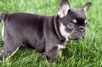 Daisy, a female French Bulldog for sale in Sturgis, MI – 10 of 10