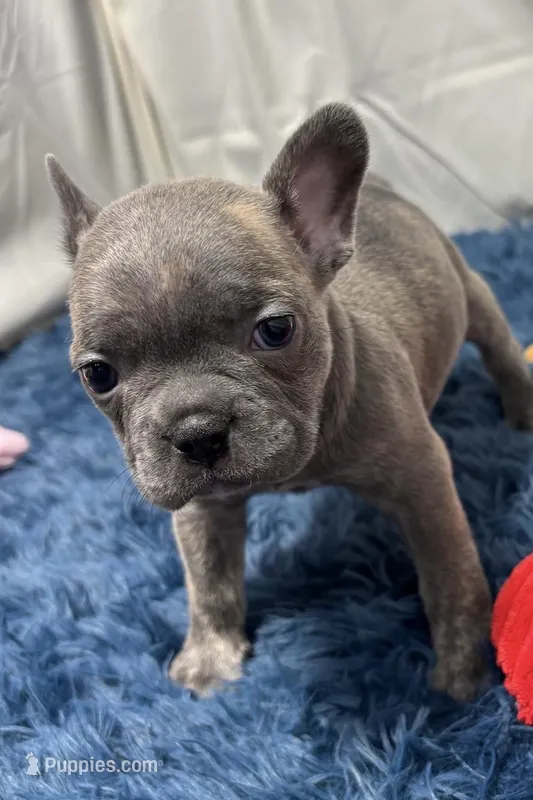 Ina  – Boston Terrier, French Bulldog puppy for sale in Sturgis, MI
