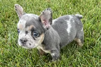 Kirby, a male French Bulldog for sale in Sturgis, MI – 8 of 8