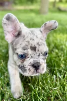 Gizmo, a male French Bulldog for sale in Sturgis, MI – 9 of 10