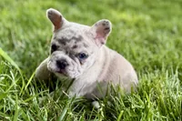 Gummy, a male French Bulldog for sale in Sturgis, MI – 3 of 10