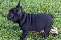 Pearl, a female French Bulldog for sale in Sturgis, MI – 4 of 10