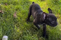 Vinny, a male Frenchton for sale in Sturgis, MI – 6 of 10