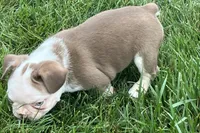 Gunner, a male French Bulldog for sale in Sturgis, MI – 10 of 10