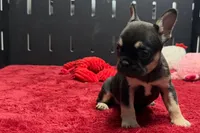 Zebra , a female French Bulldog for sale in Sturgis, MI – 4 of 10