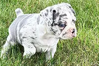 Royal, a female Frenchton for sale in Sturgis, MI – 2 of 8